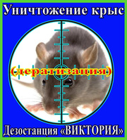 Уничтожение крыс (дератизация)